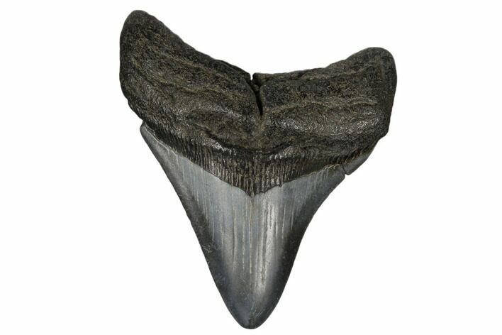 Fossil Megalodon Tooth - South Carolina #180918